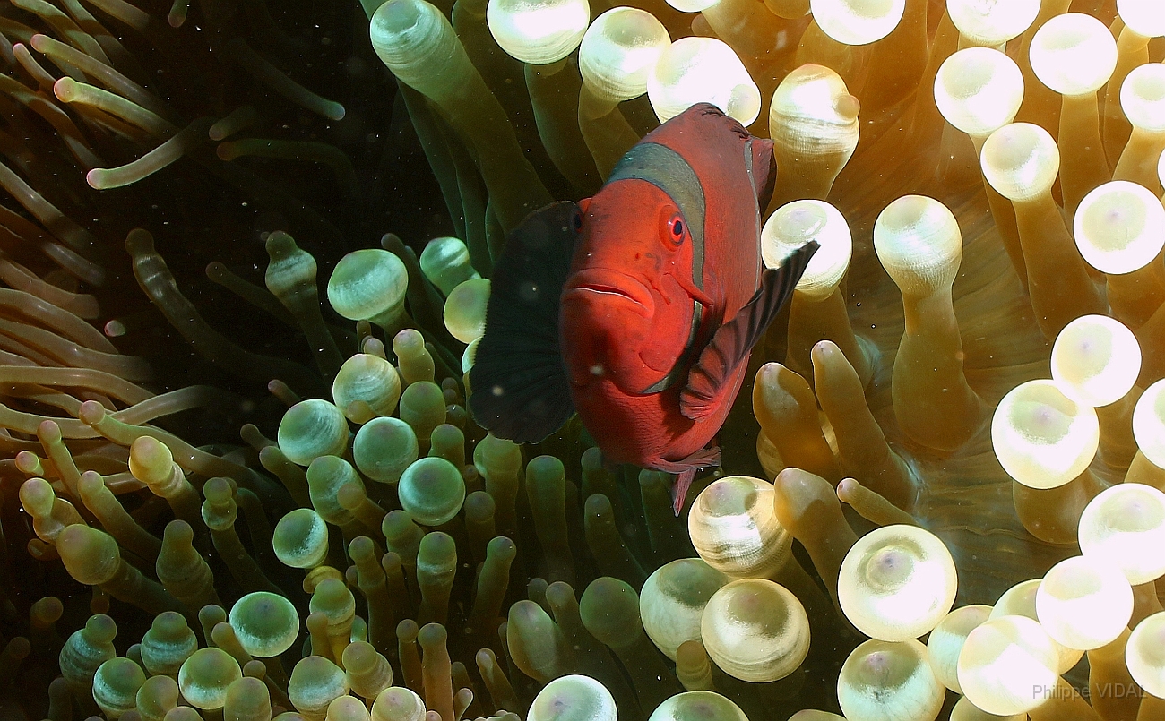 Raja Ampat 2016 - Premnas biaculeatus - Spinecheek Anemonefish - Poisson clown a joues epineuses - IMG_4648_rc.jpg